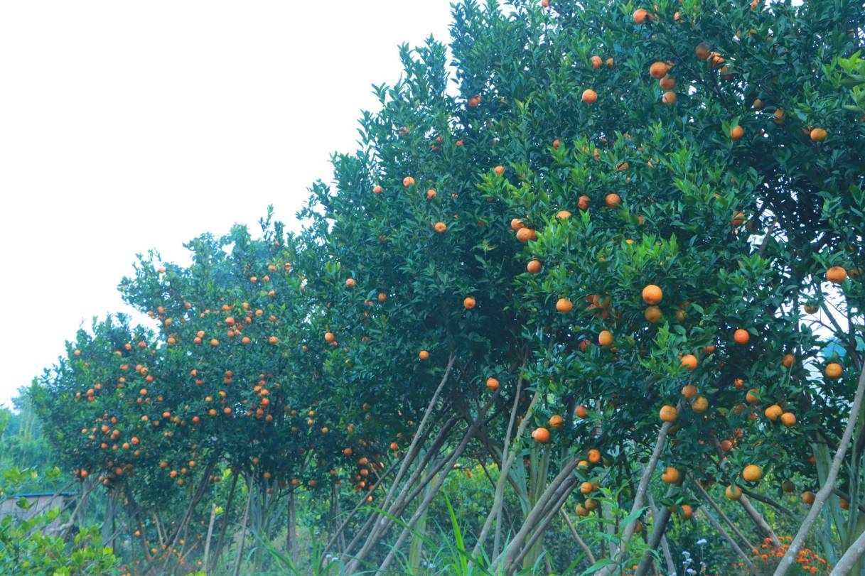 नवलपुरमा लटरम्म सुन्तला (तस्बिर)