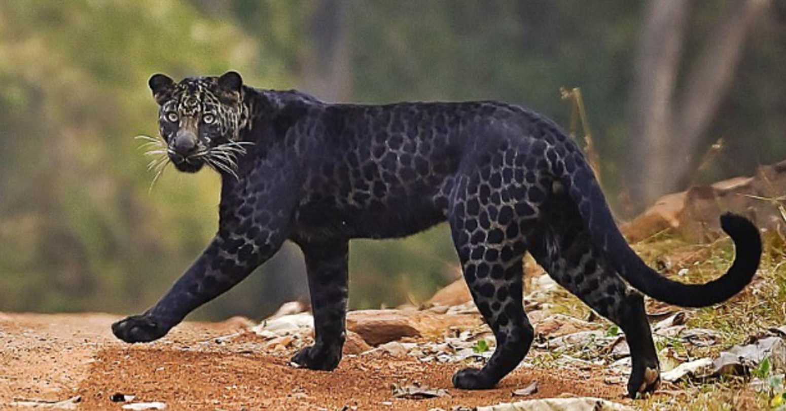 रारा राष्ट्रिय निकुञ्ज क्षेत्रमा देखिए कालो चितुवा र लोखर्के