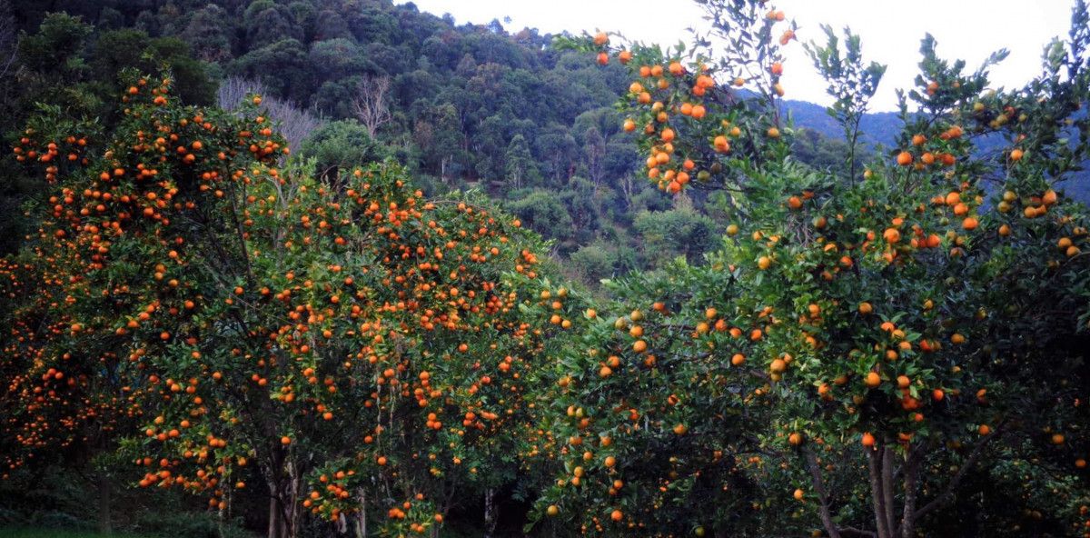 वार्षिक पाँच करोडसम्म सुन्तालाको कारोबार