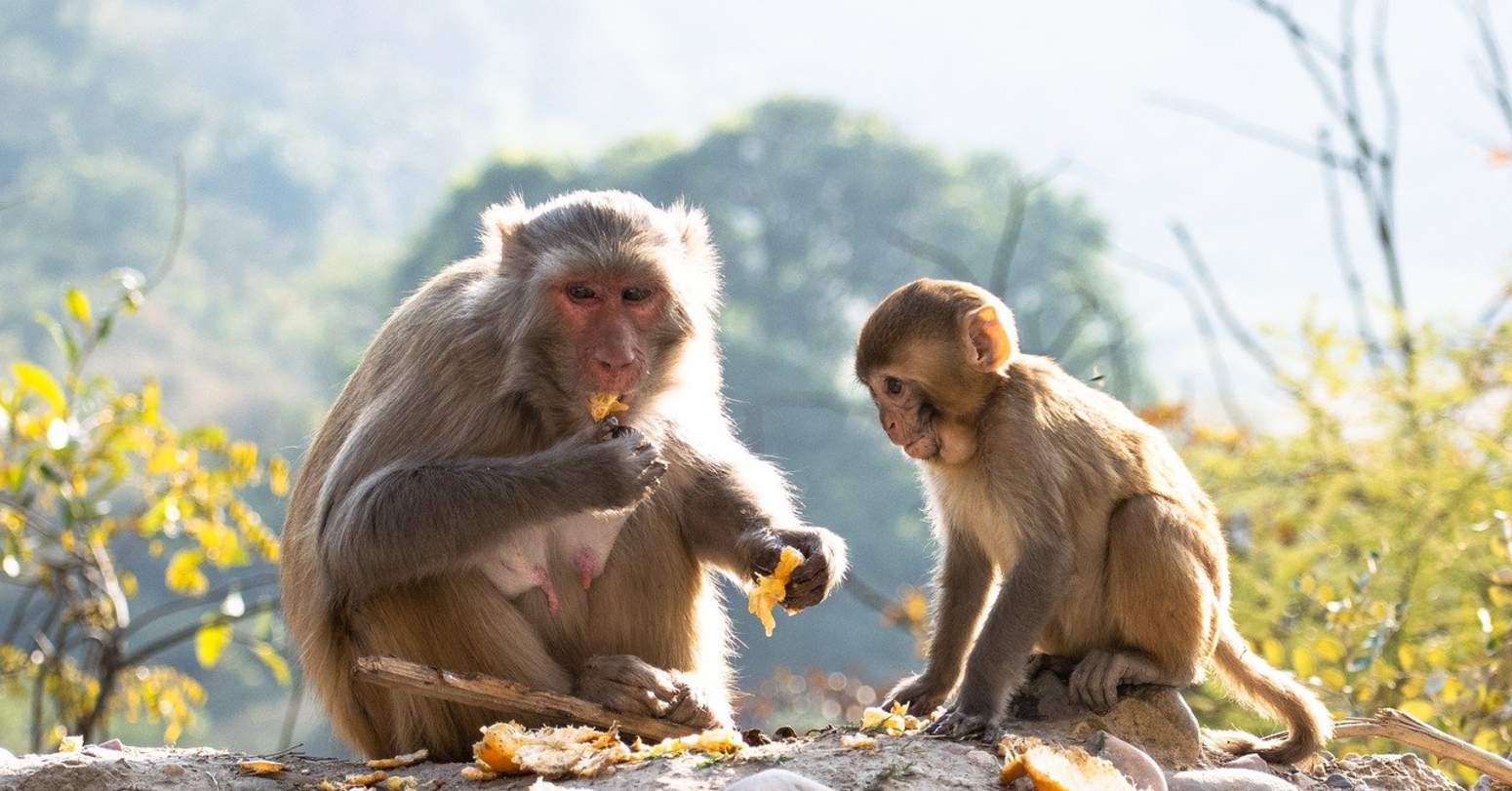 बाँदरले सुन्तला नष्ट गर्न थालेपछि कृषक चिन्तित
