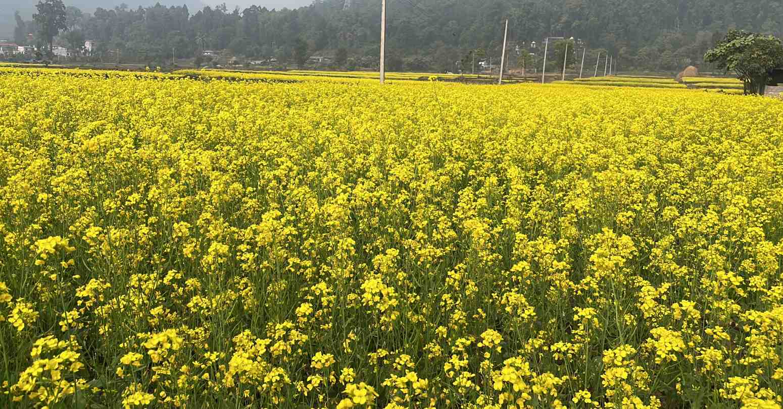 तोरीले पहेँलपुर नवलपरासीका फाँट