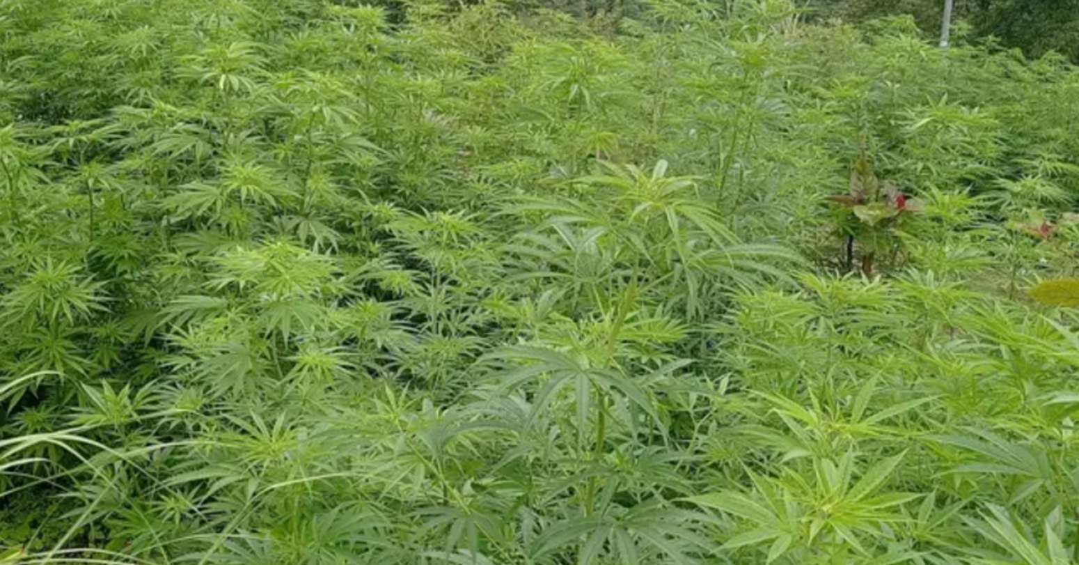 आलु र भाङको बजारीकरण गर्दै निसी