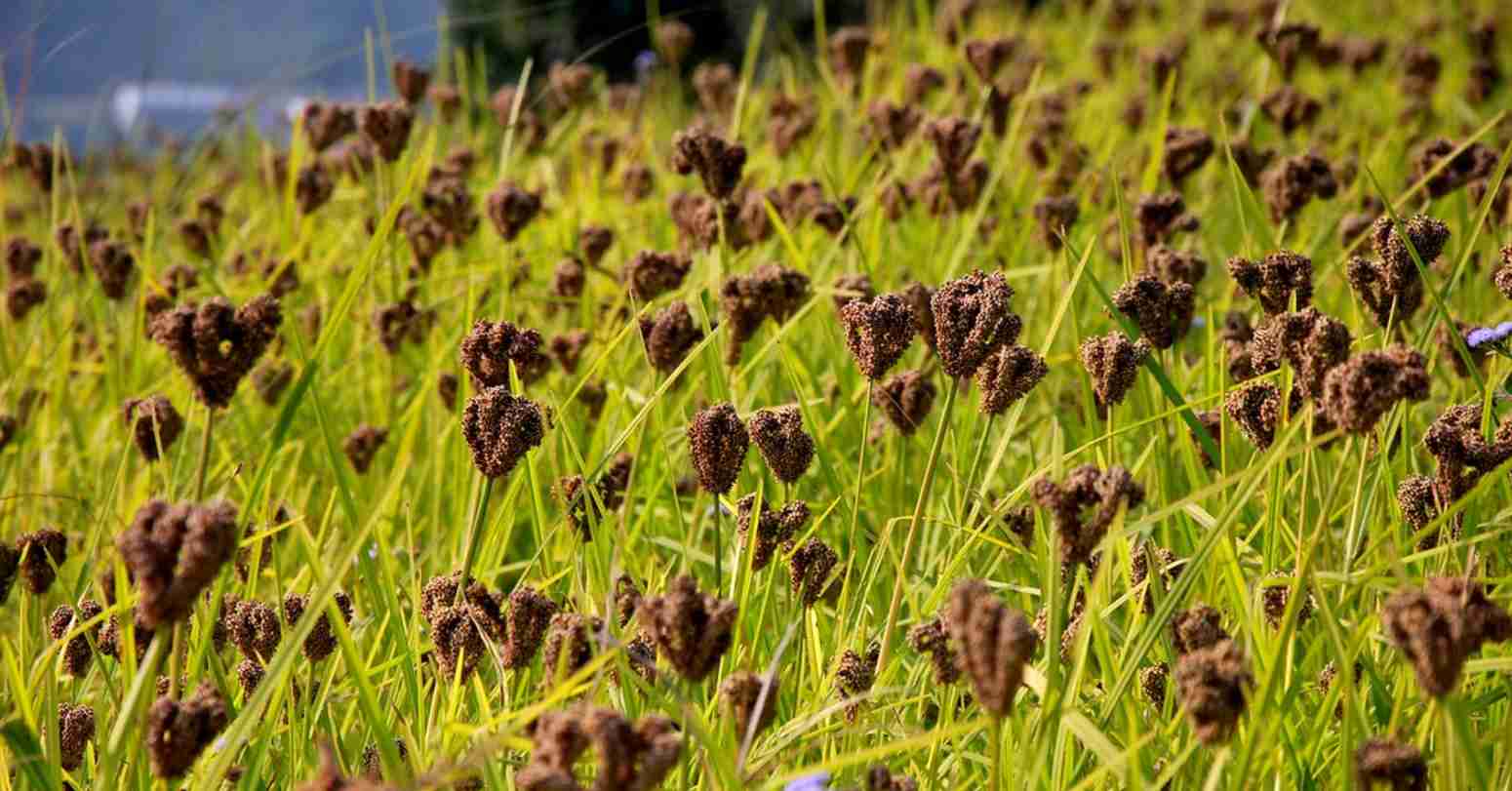 झापामा नौ सय ३७ मेट्रिक टन कोदो उत्पादन