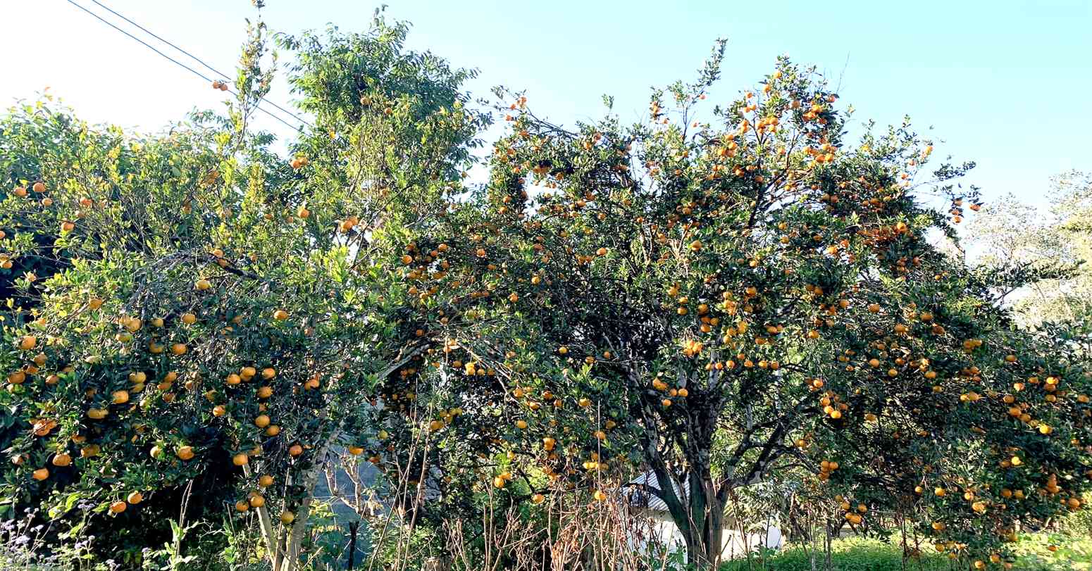 इच्छाकामनाका सुन्तला बोटबाटै बिक्री