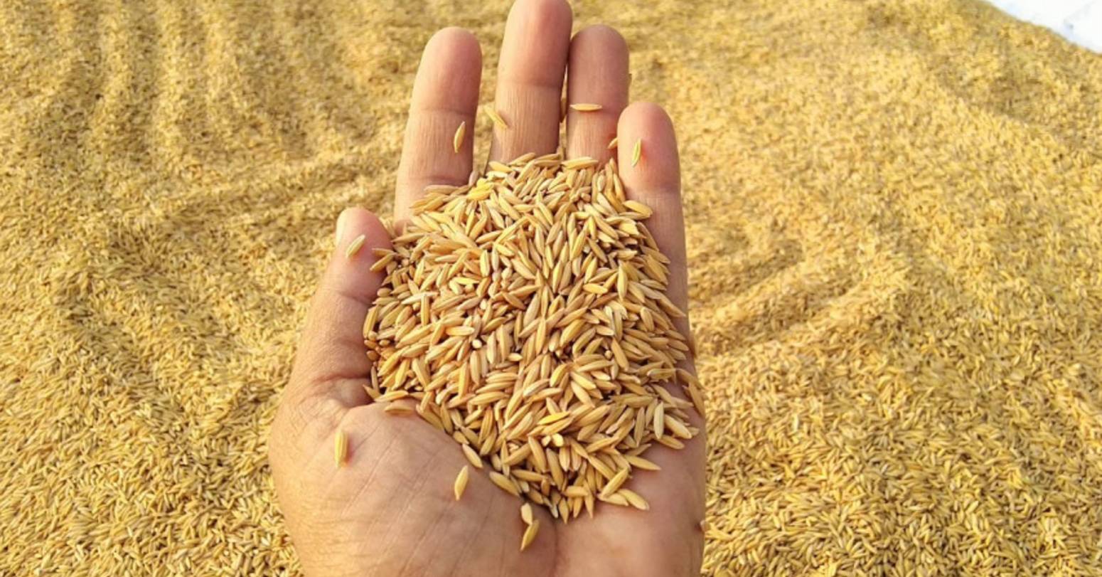 कैलालीमा तीन लाख २४ हजार मेट्रिकटन धान उत्पादन