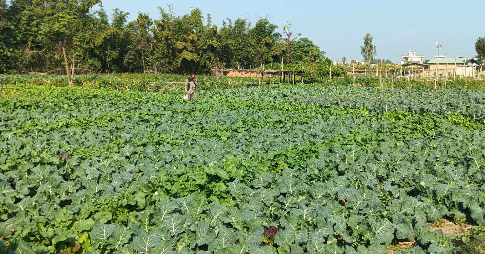 तरकारी बिक्रीबाट दैनिक दुई हजार आम्दानी