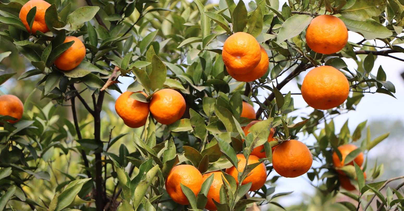 सङ्खुवासभामा ३४ करोड बढीको सुन्तला कारोबार