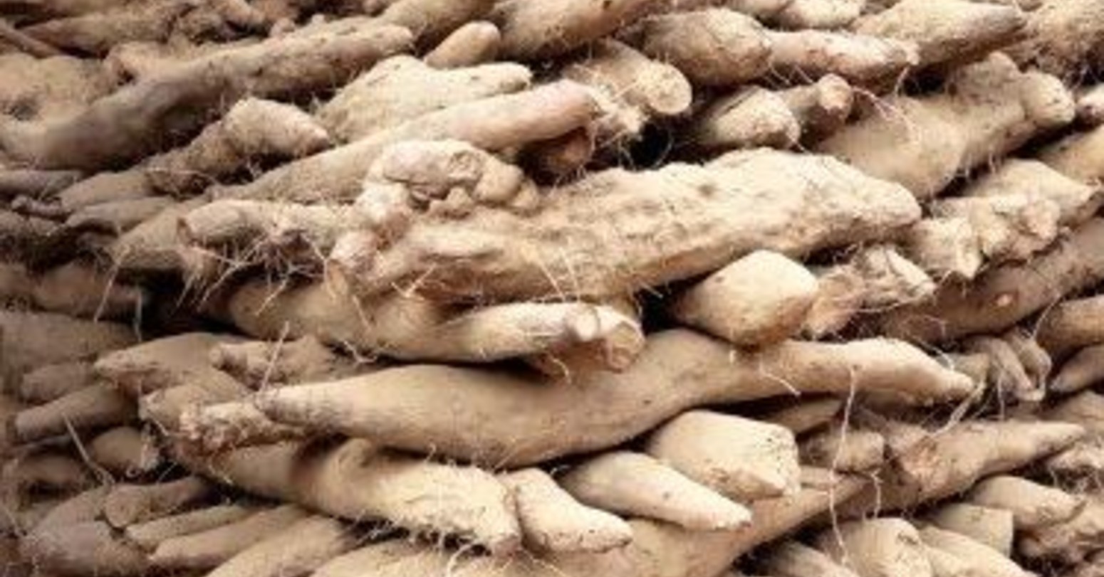 हात्ती प्रभावित बाहुनडाँगीमा ‘तरुल उत्सव’