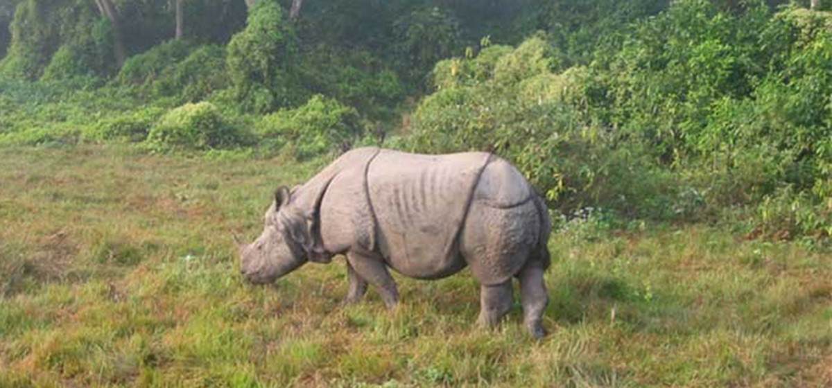 गैँडाको आक्रमणमा परी दुई घाइते