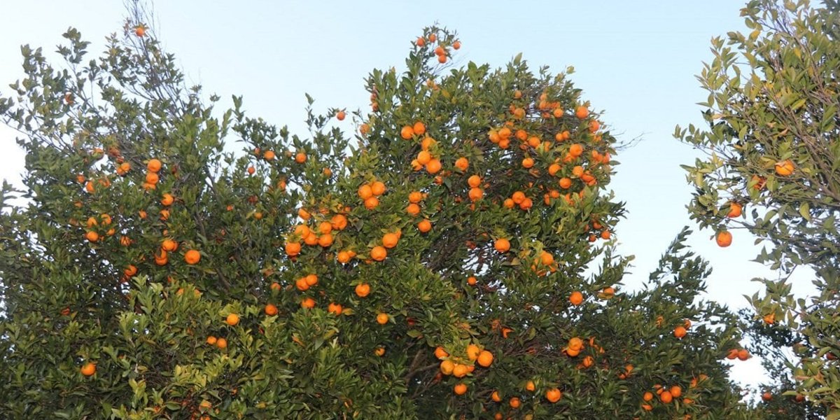 स्याङ्जाबाट एक अर्ब १२ करोड सुन्तला बिक्री