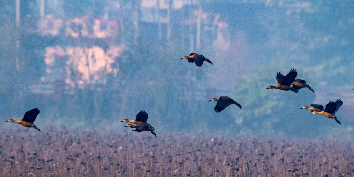 तालतलैयामा आगन्तुक चराको चहलपहल, जलपन्छी गणना सुरु