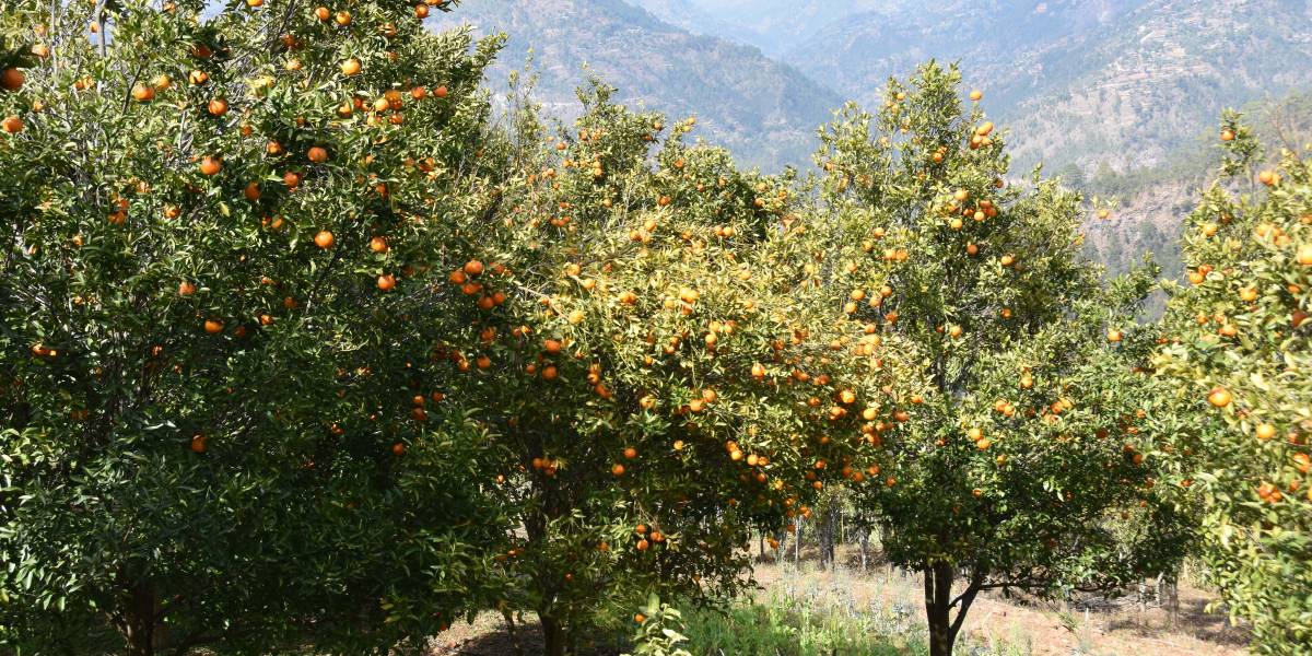 गुल्मीमा सुन्तला उत्पादन बढ्यो