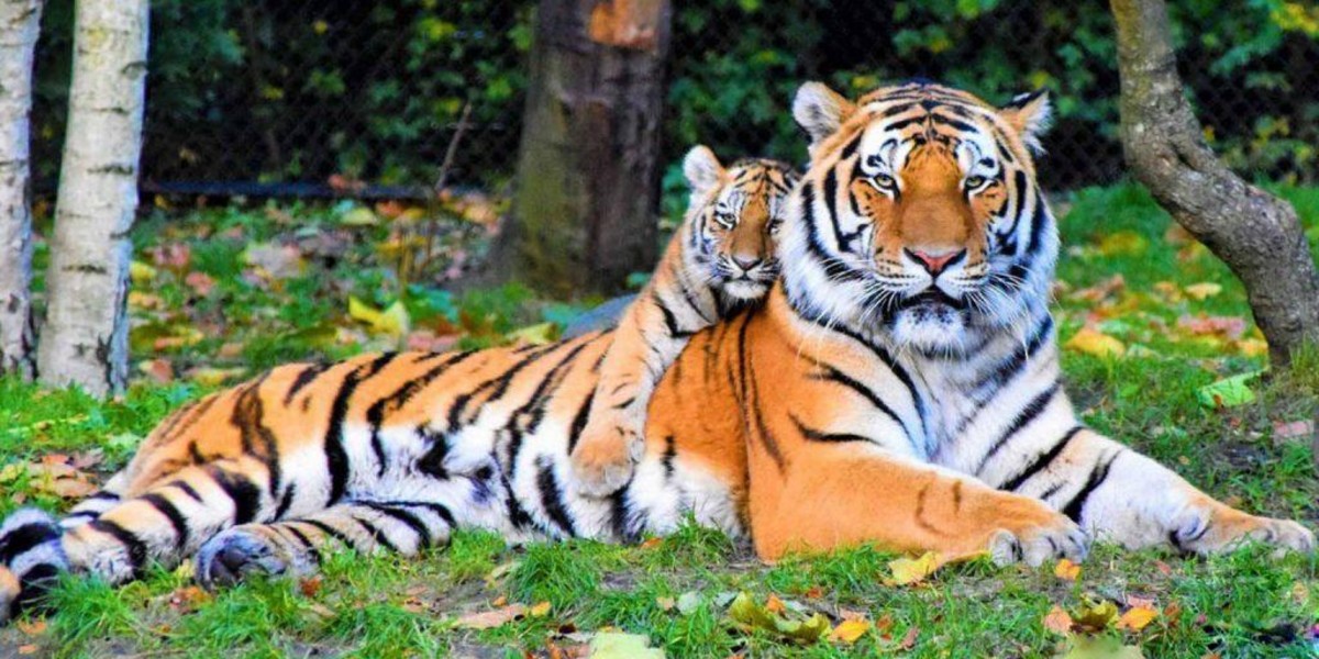 बाघको आक्रमणमा परी बर्दियामा महिलाको मृत्यु