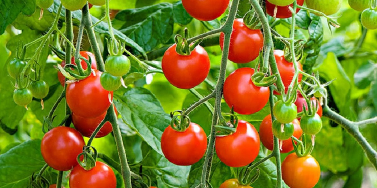 तरकारी खेतीबाट वार्षिक छ लाख आम्दानी