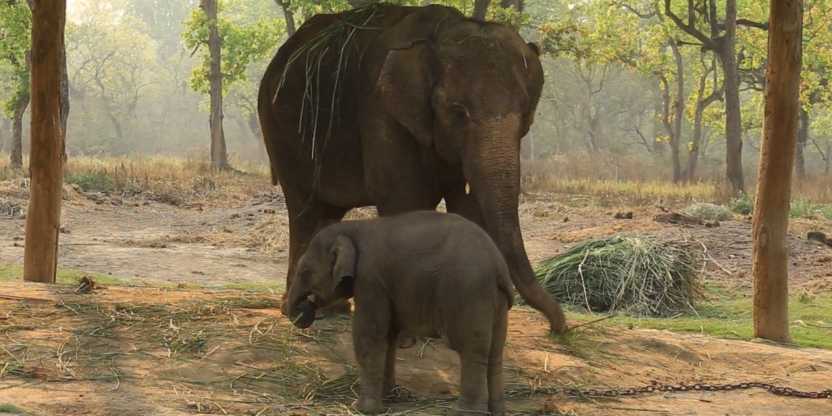पहिले रहर अहिले कहर, व्यवसायी मारमा