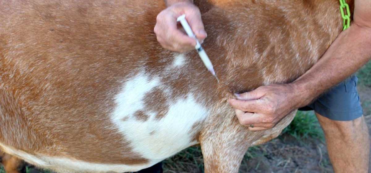 लमजुङमा एक वर्षमा दुई लाख २२ हजार बढी पशुलाई पूर्ण खोप
