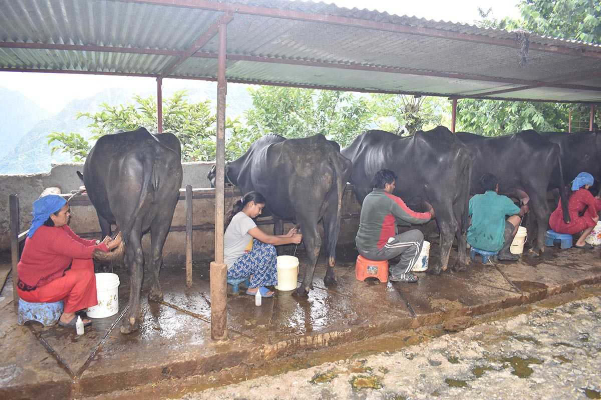 उत्पादनमा आधारित अनुदानले बेनीका किसान उत्साही