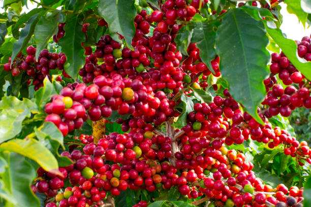 कफीखेतीमा जोड दिन पालिकालाई किसानको आग्रह