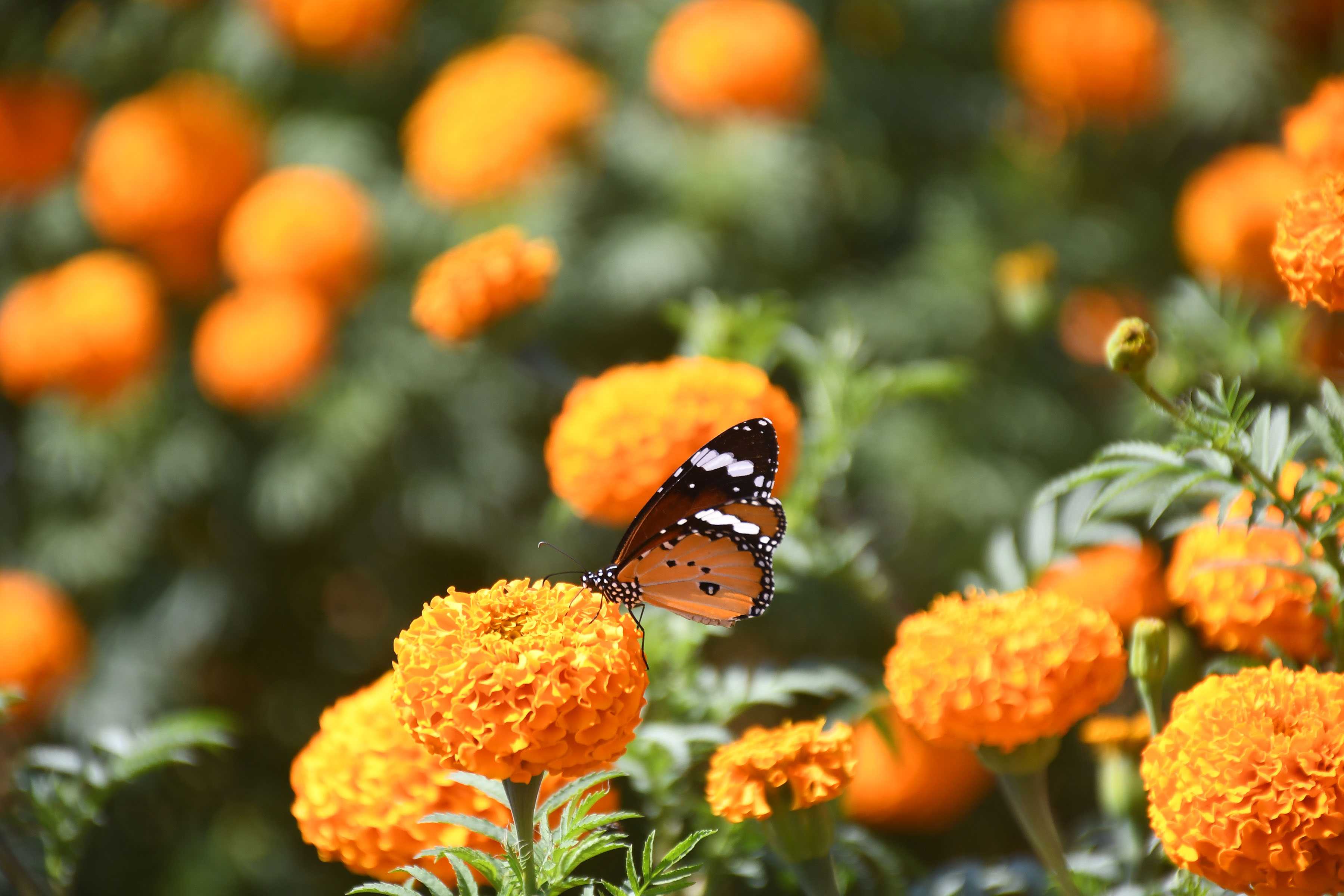 फूलमा पुतली (तस्बिरहरू)
