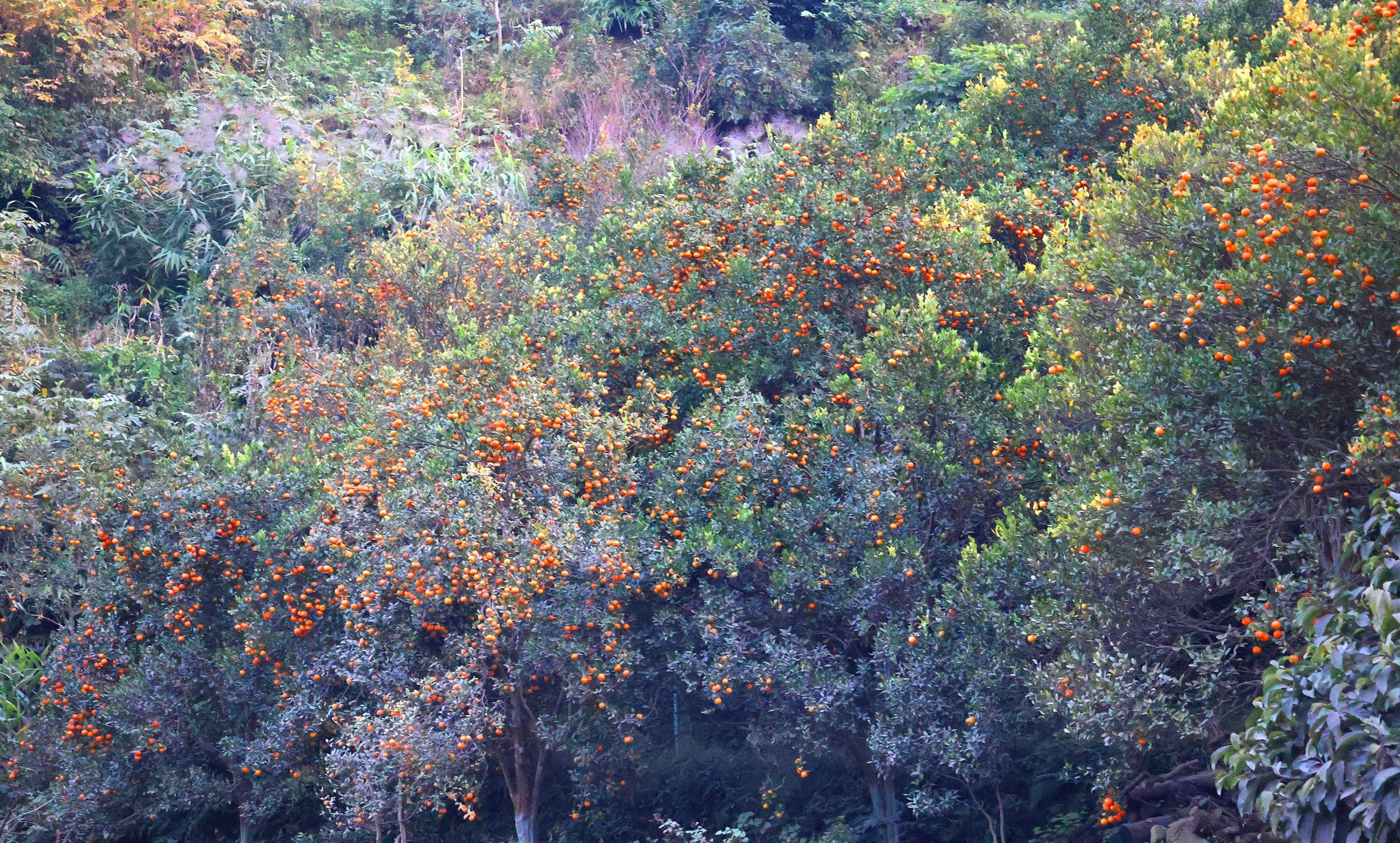 लटरम्म सुन्तला (तस्बिरहरू)