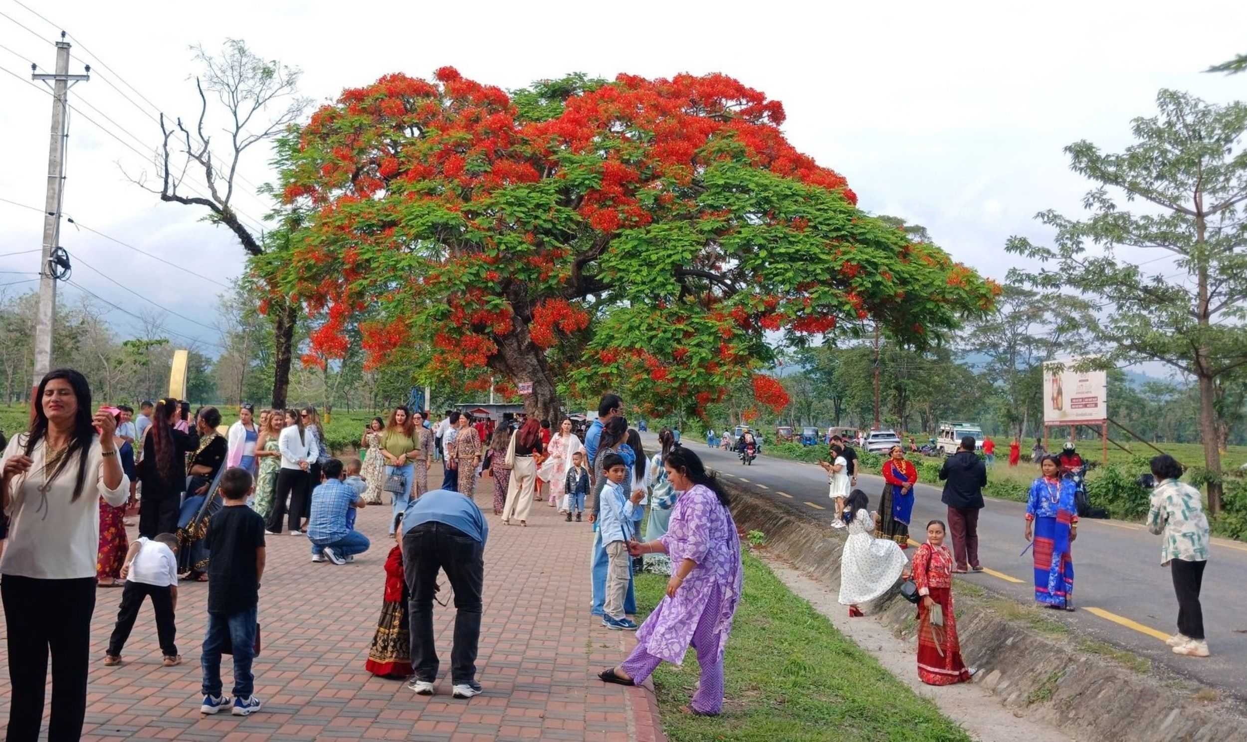 ढकमक्क फुलेका गुलमोहरले पर्यटकलाई लोभ्यायो