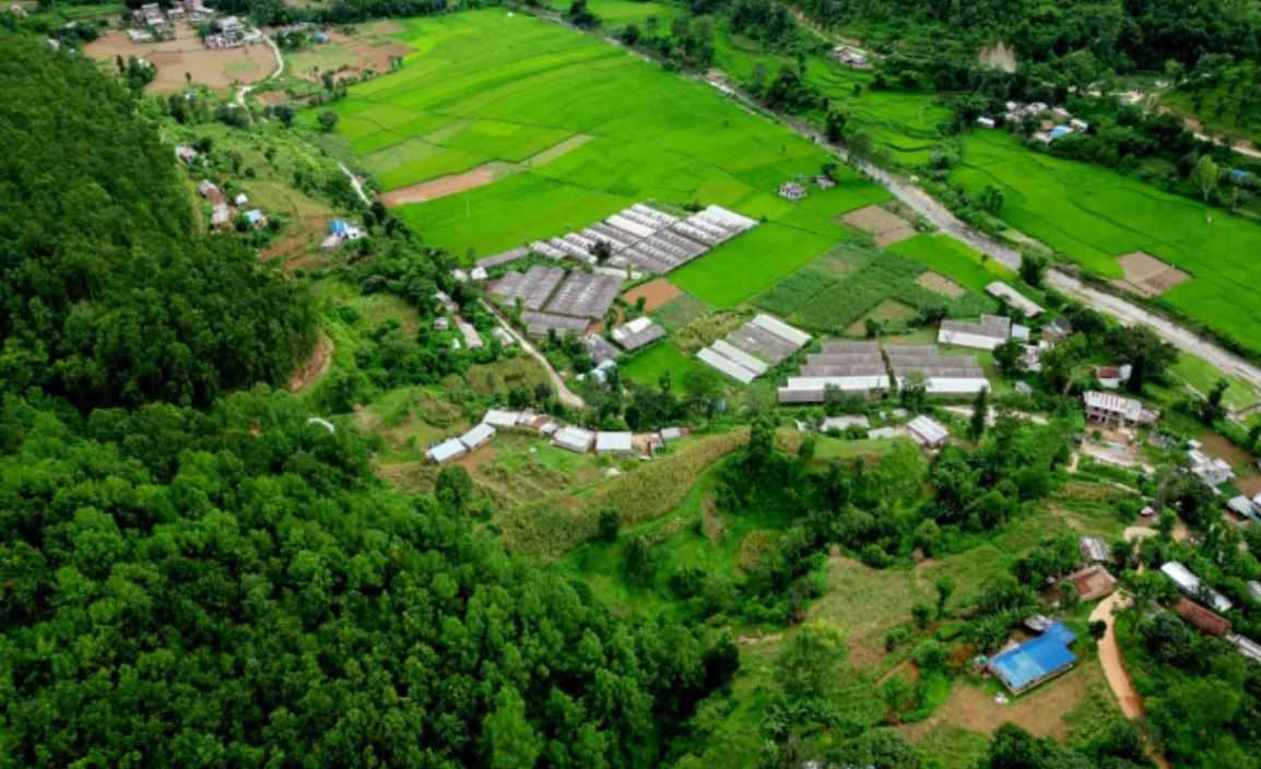 सिङ्गो गाउँ नै व्यावसायिक किबीखेतीमा